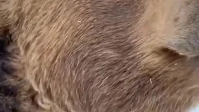 Bears are majestic creatures