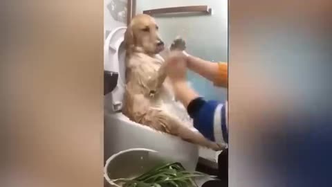 funniest cat video🤭😂