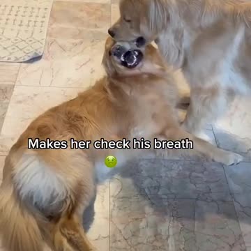 bonding with sibling.mp4