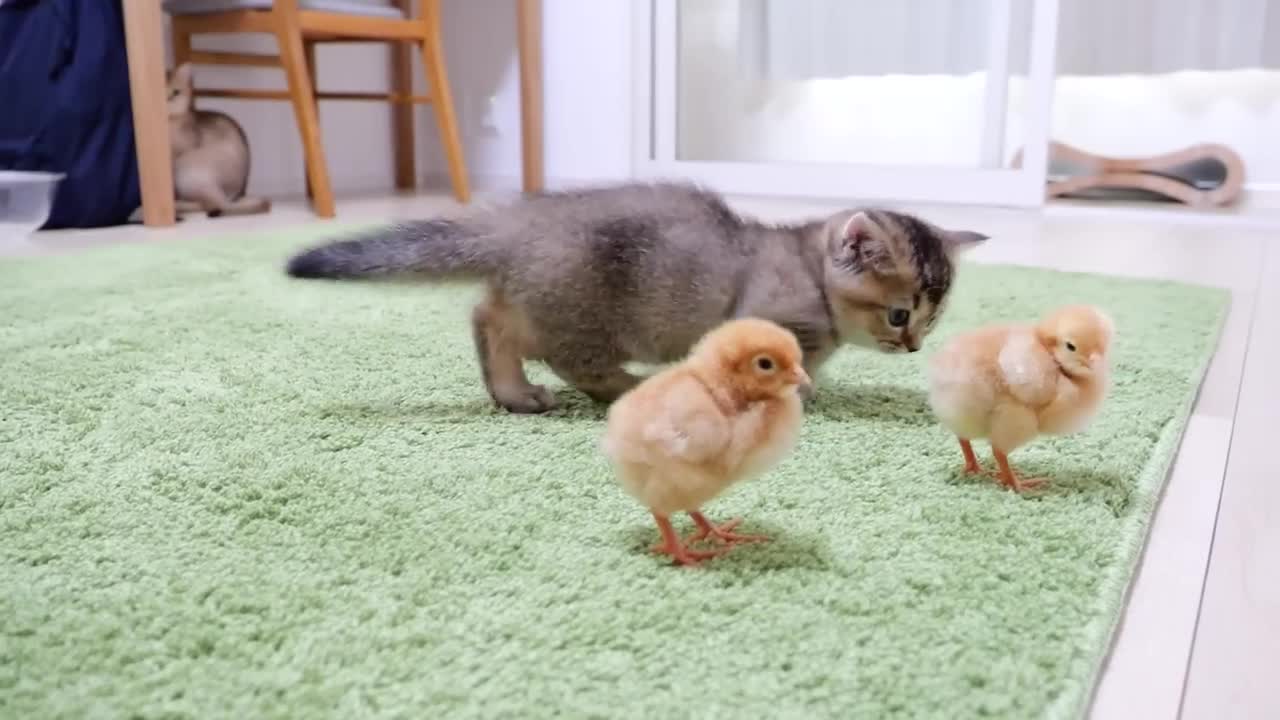 Looking back on how kitten Kiki met tiny chicks for the first time