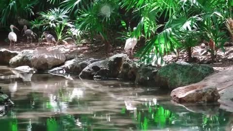 Wild animals shot in 4K par 3