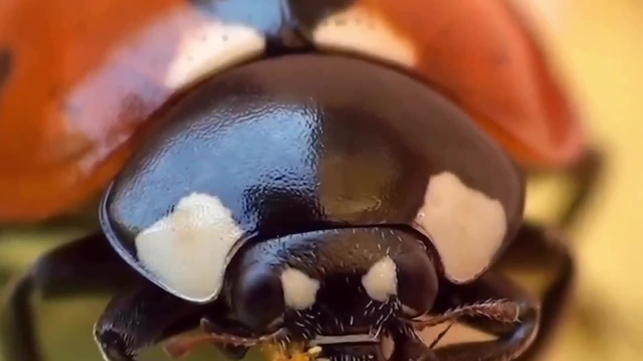 Lady bird beetle feeding 🐞🐞