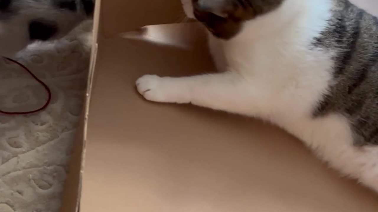 funny cats