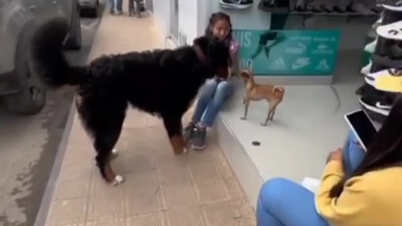 Dog fight