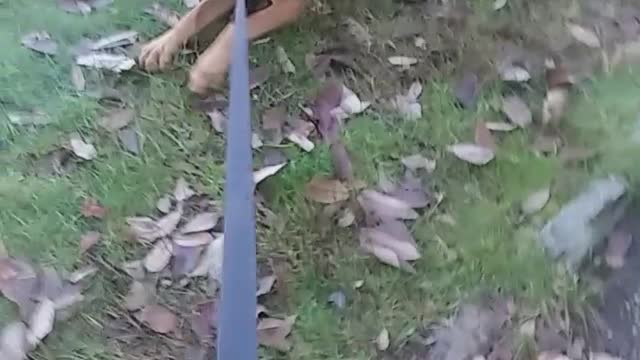 Stubborn dog doesn't want to leave the woods