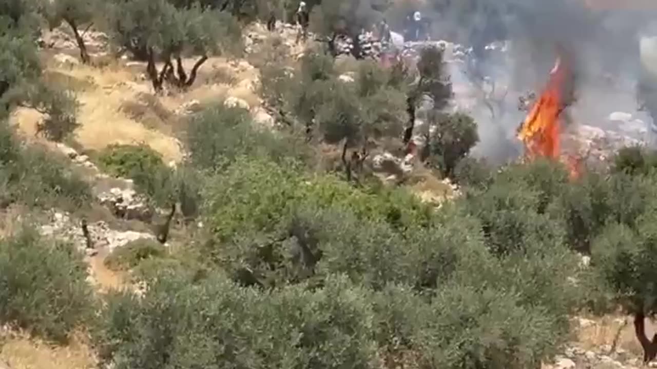 Israeli settlers set fire to olive trees in the village of Burqa, east of Ramallah.