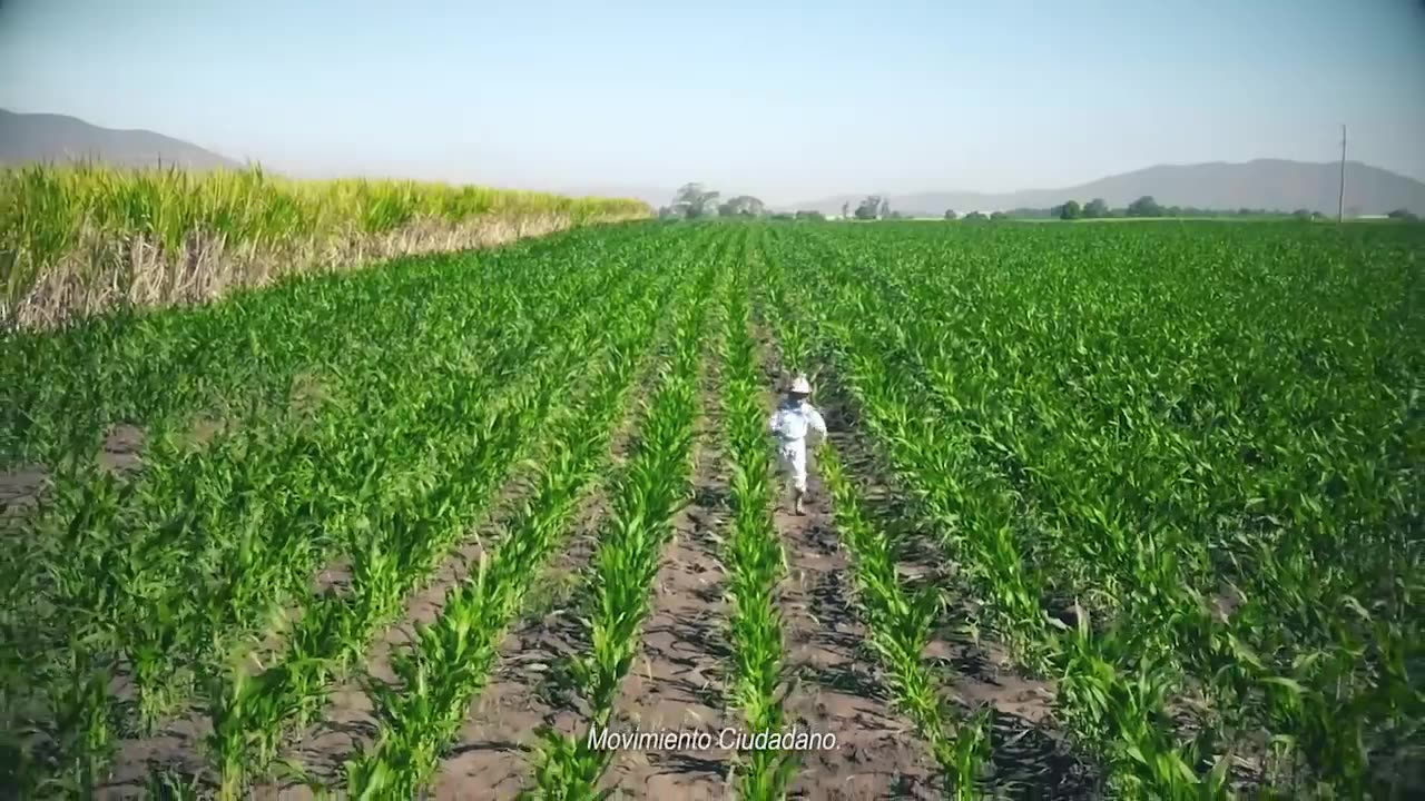 Movimiento Naranja - Movimiento Ciudadano