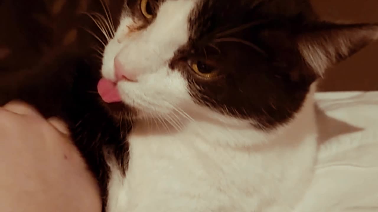 Enchanting Cat 'Bleps' Unveiled Adorable Reactions to Owner's Scritches