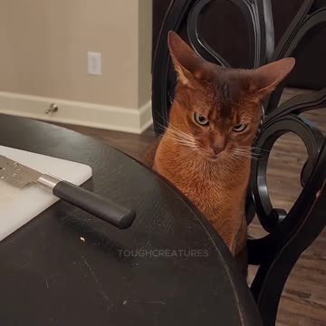 This Cat Has Some Bad Plans (@tangoandcashabys-IG)