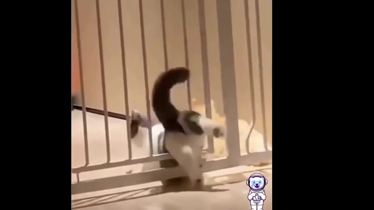 😂 Funniest Dogs And Cats 😺😍 - The Funny Animals Planet