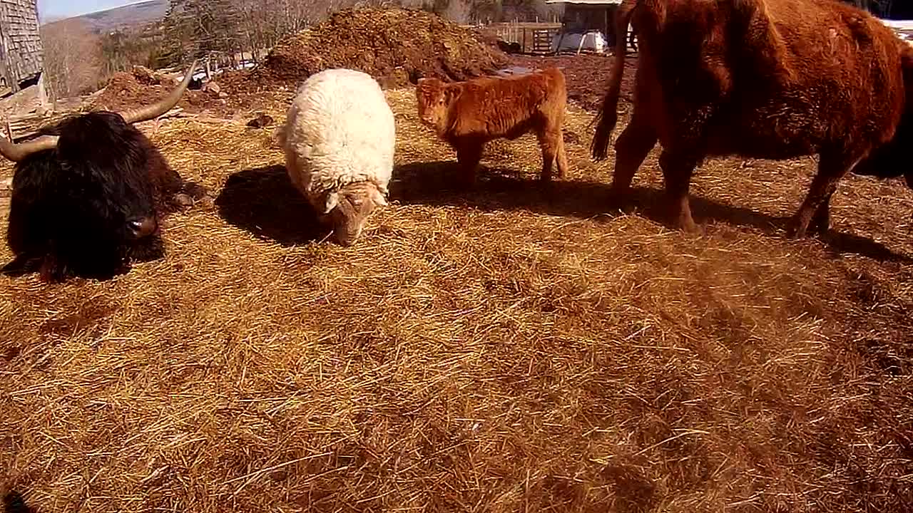 Bull uses backhoe as back scratcher