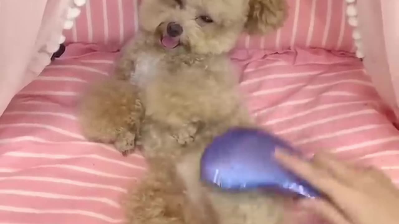 Cute Funny Animals