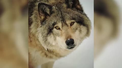 Man Saved this Wolf and her Cubs, but 4 Years later THIS happens...