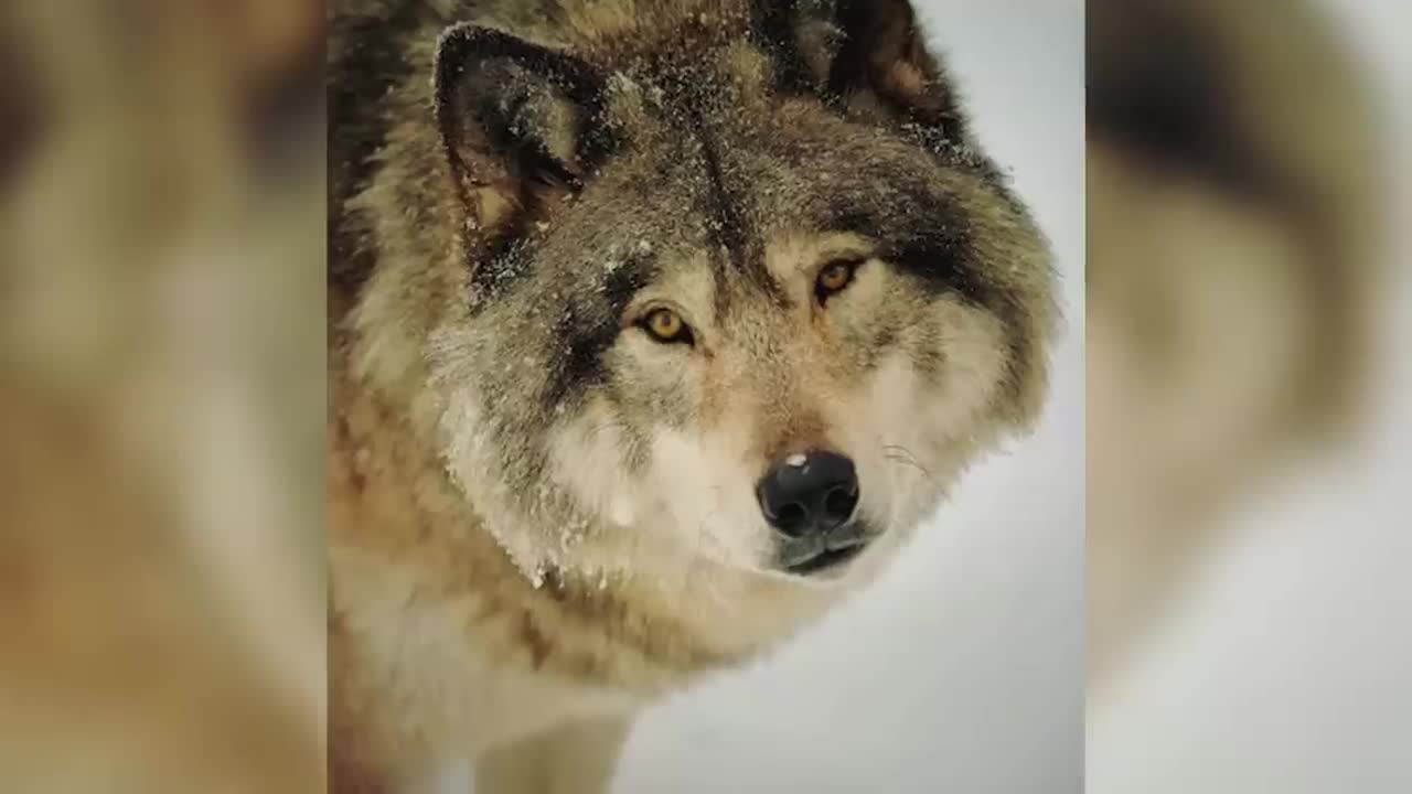Man Saved this Wolf and her Cubs, but 4 Years later THIS happens...