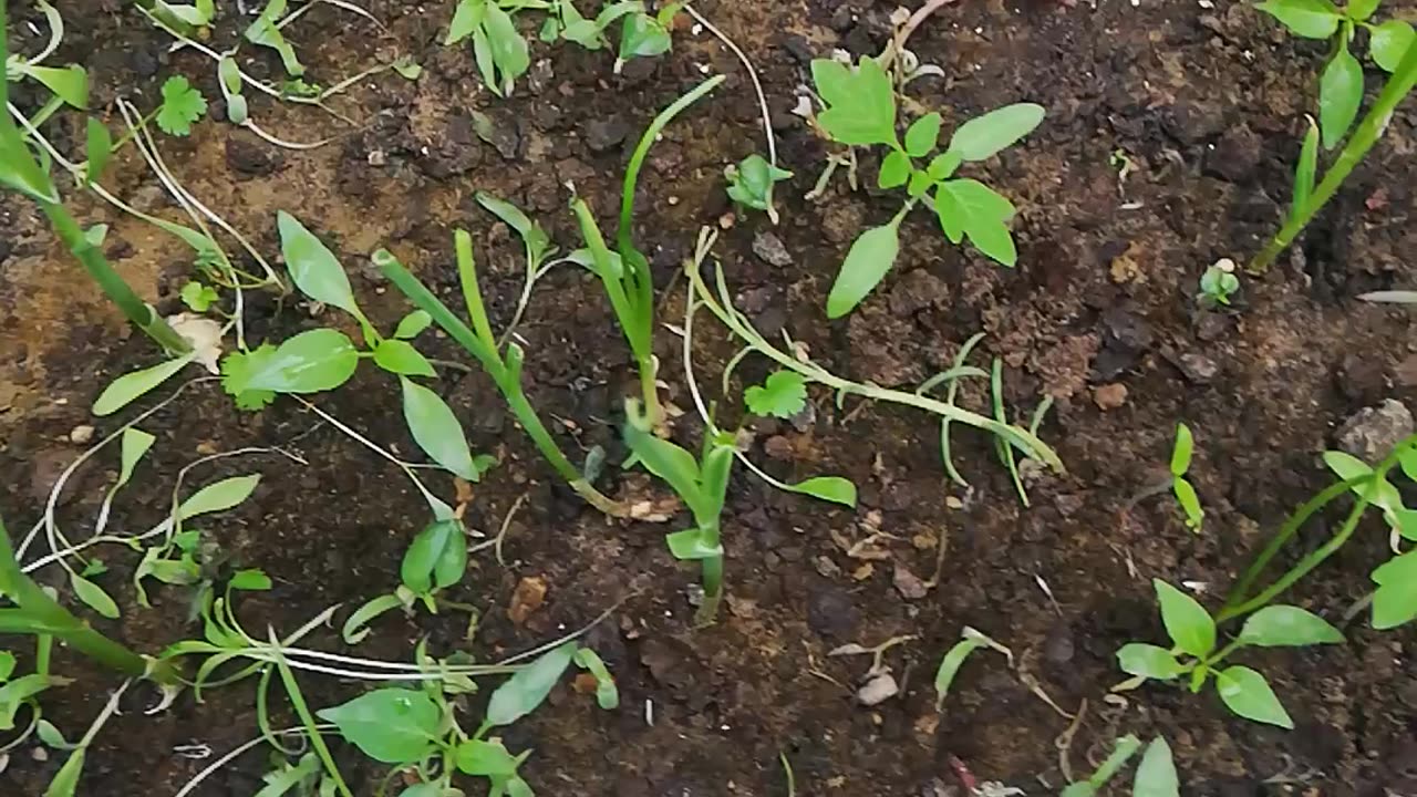 Coriander grown indoors (4 Weeks)