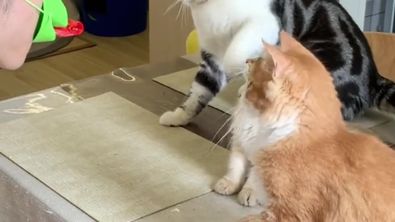 Cat lovers