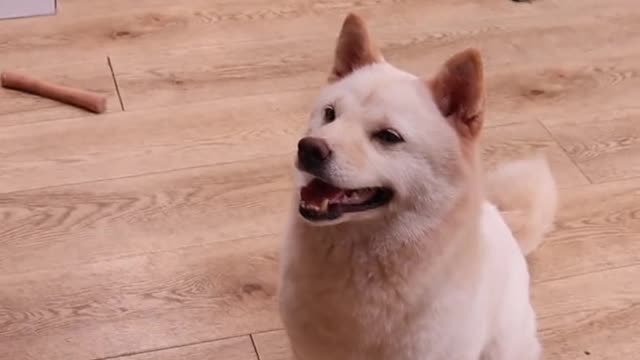 I doubt that I have a dog. Please help me identify the species