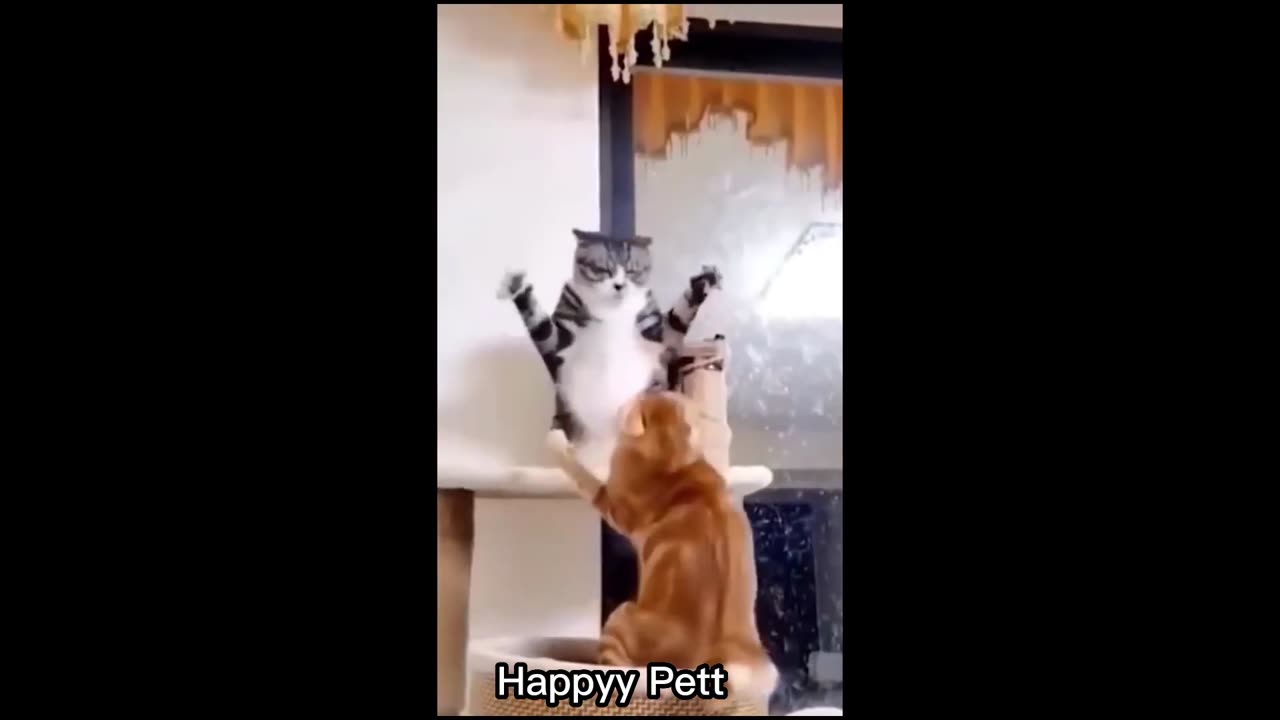 New Funny Animals, Funniest Cats and Dogs Videos 19