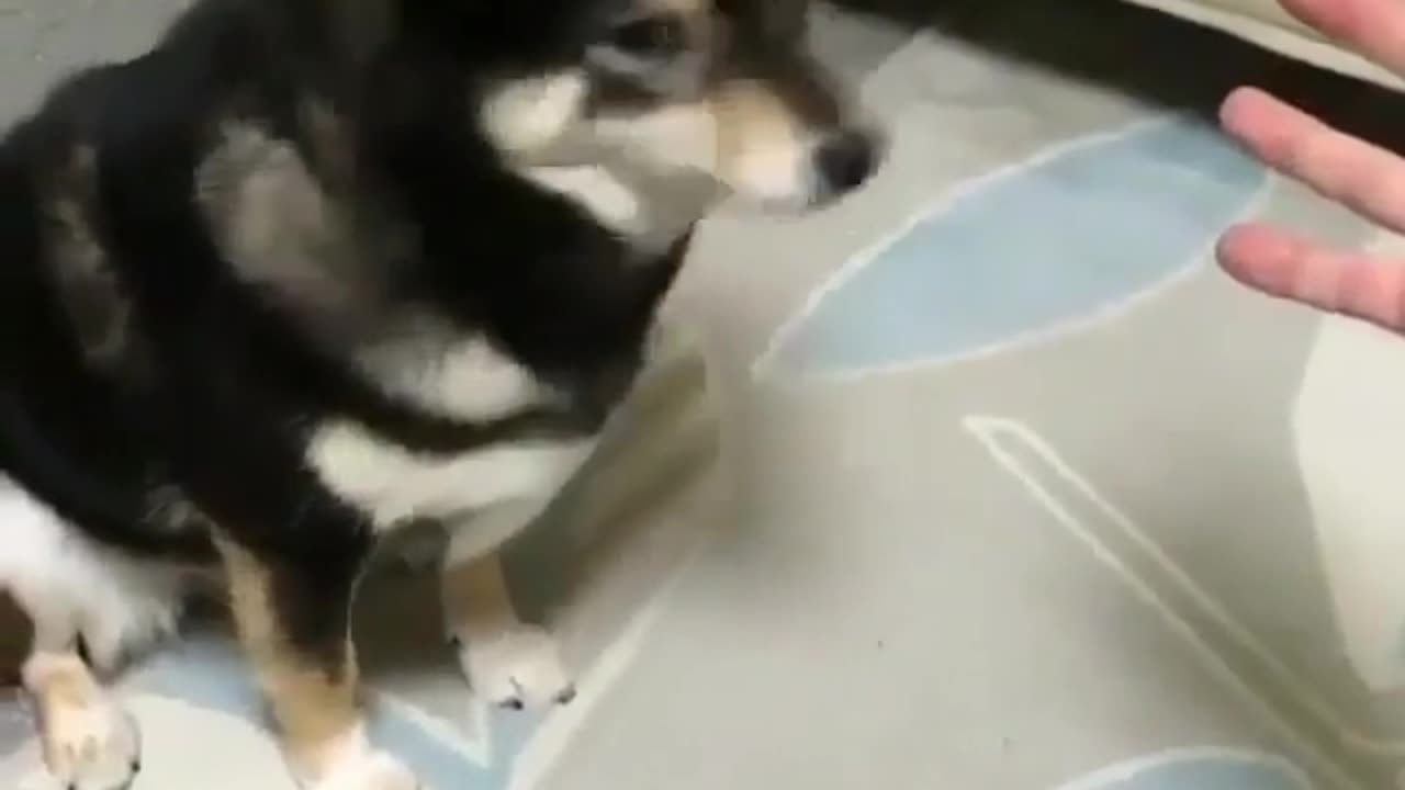 Cute and funny animals