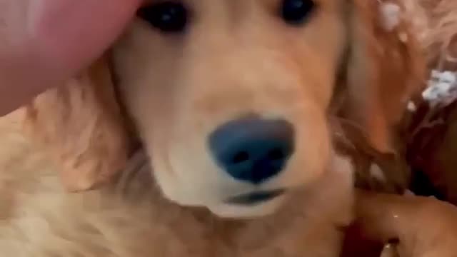 The dog lies on the swing