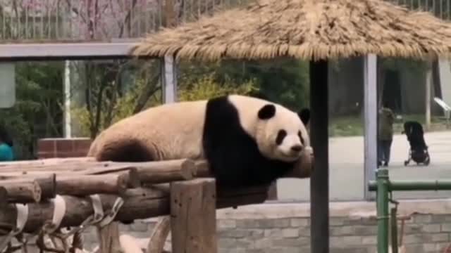 Giant panda Moolan