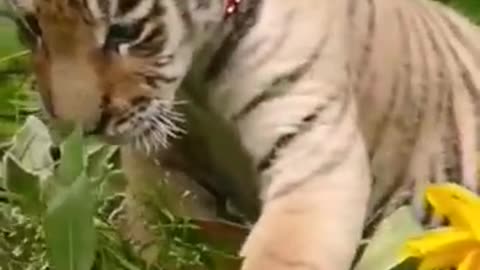 Funny ||tiger||comedy hd video||funny animals||viral||trending short||