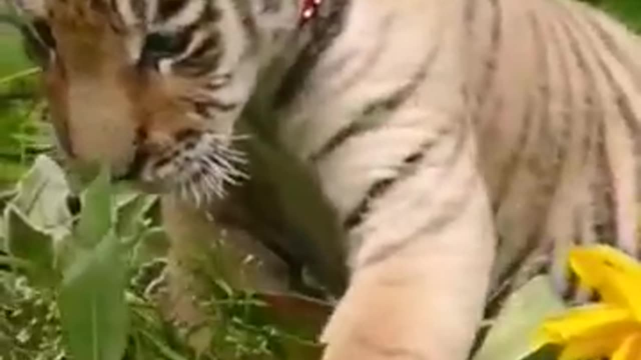 Funny ||tiger||comedy hd video||funny animals||viral||trending short||