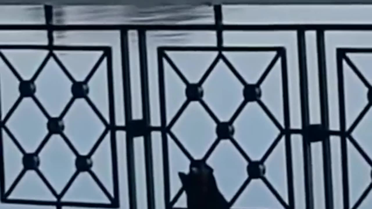 Animal fun