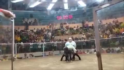 Cock Derby Goes Wrong