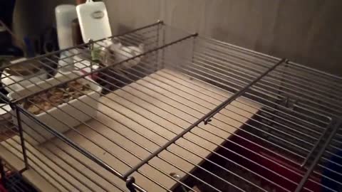 Hamster Walks Upside Down While Climbing the Ceiling of Their Cage