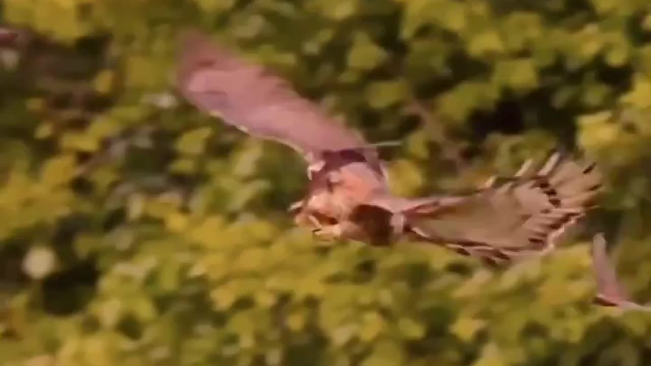 Gotcha