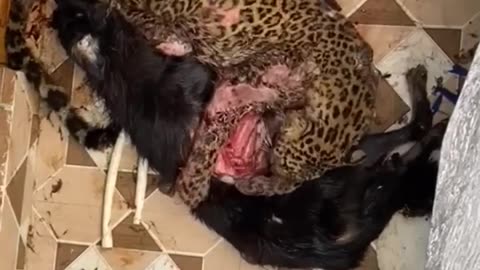 Leopard killed the dog😱