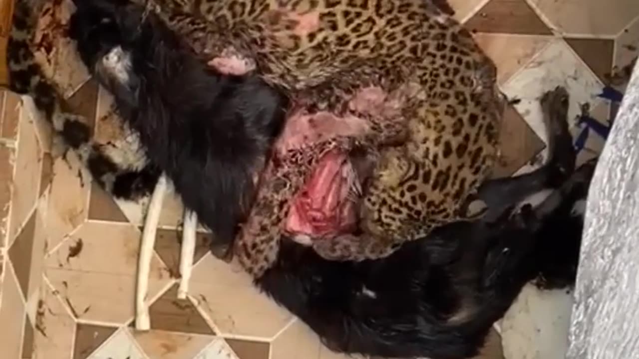 Leopard killed the dog😱