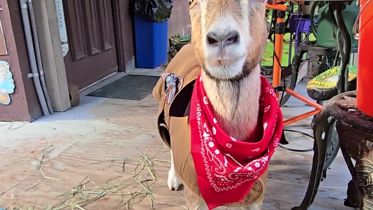 Goat Dressed Up As Sheriff For Halloween