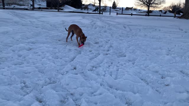 Dog Sleds Down Hill on Frisbee