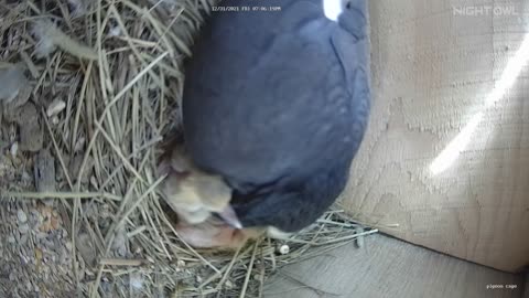 Flock it Farm: Pigeon Cam 2