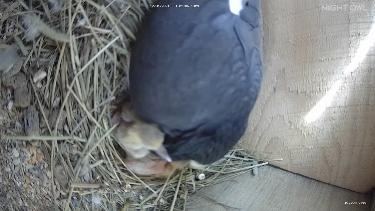 Flock it Farm: Pigeon Cam 2