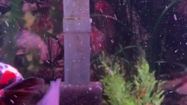 Fishing masti time cute video🐬🦈💓👌💞💞