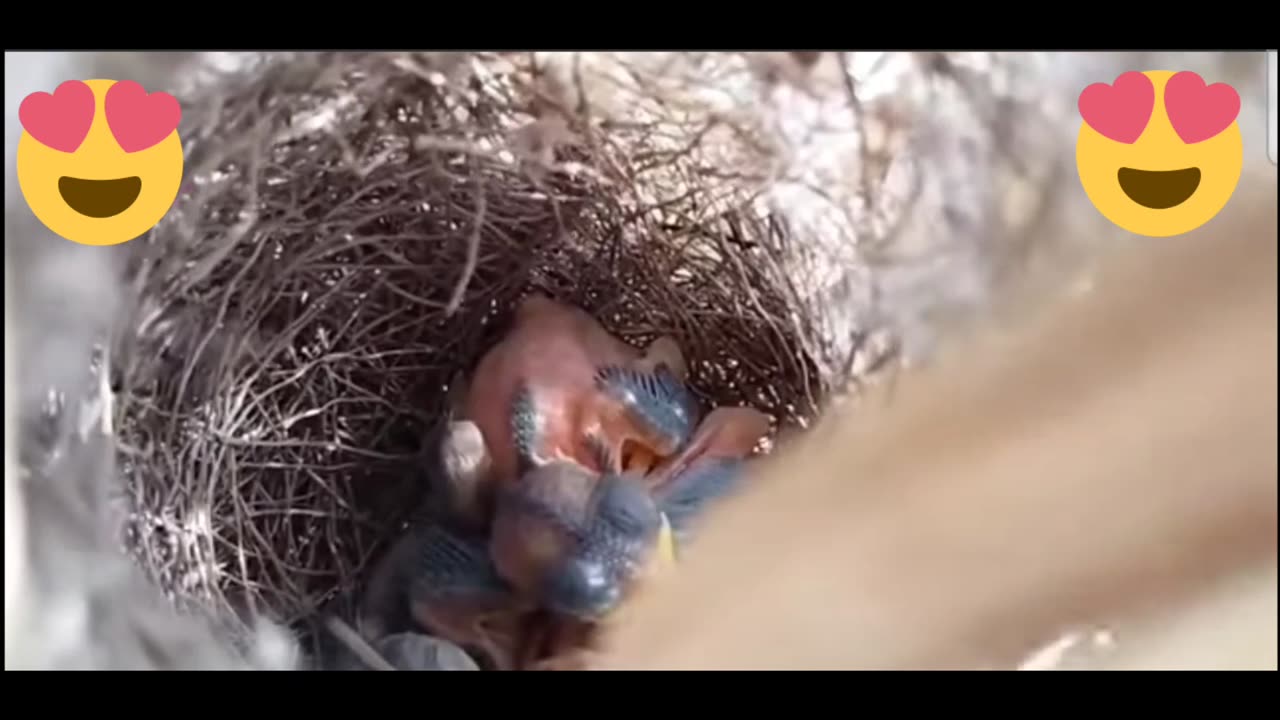 baby's birds and mom | beautiful baby's