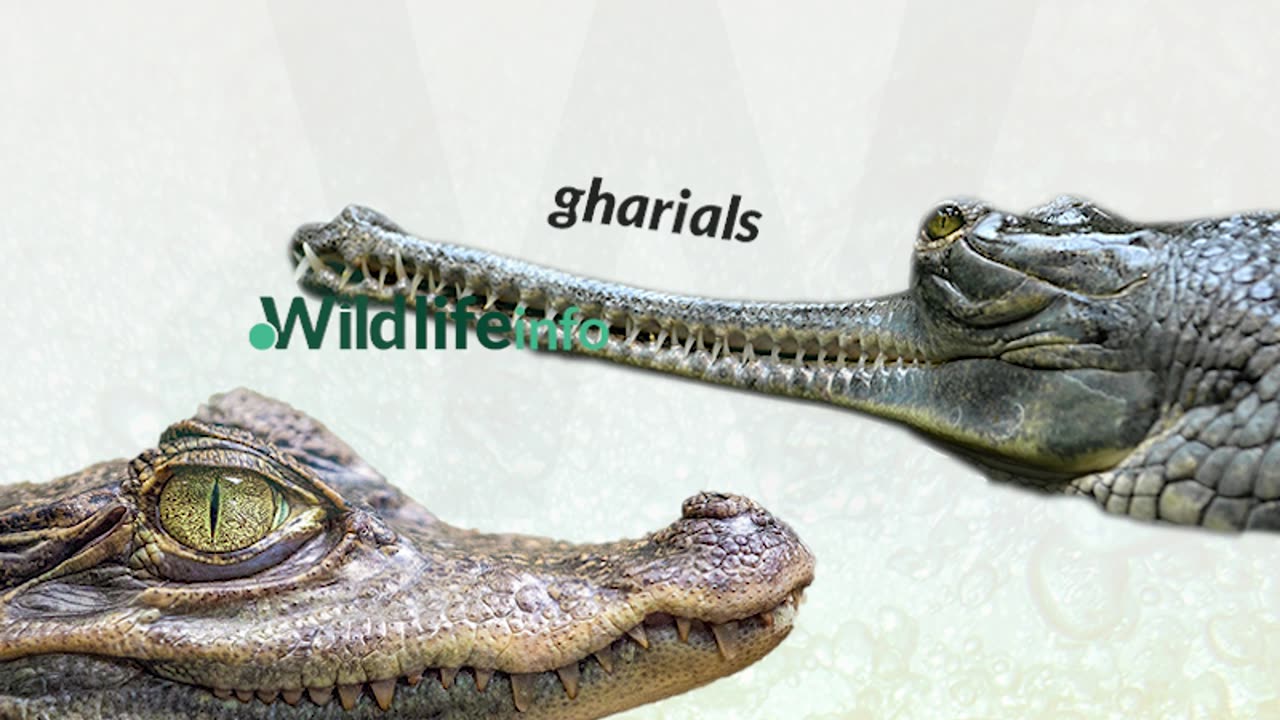 Difference between crocodile and alligator and gharial