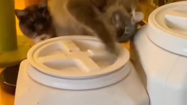 Good job😺😂😍