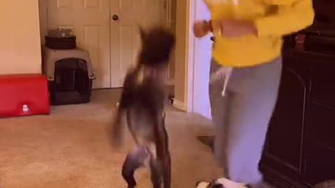 Dog's Over Excited Dance Routine With Bite