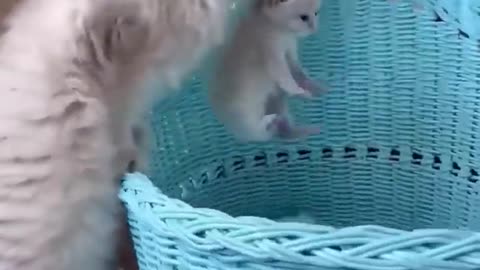 kitten meowing meow meow