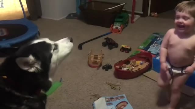 Toddler laughs as he and husky howl together