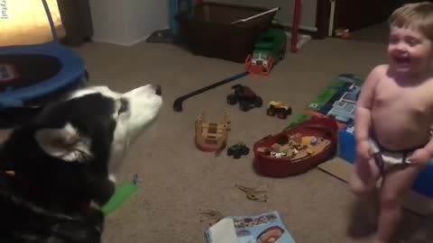 Toddler laughs as he and husky howl together