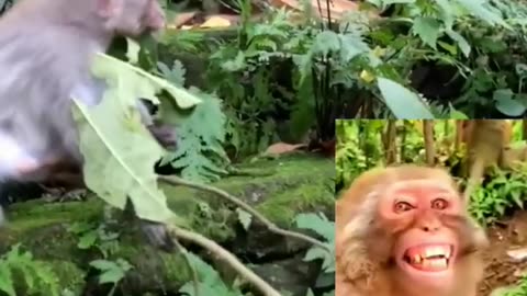 Funny Monkey Viral