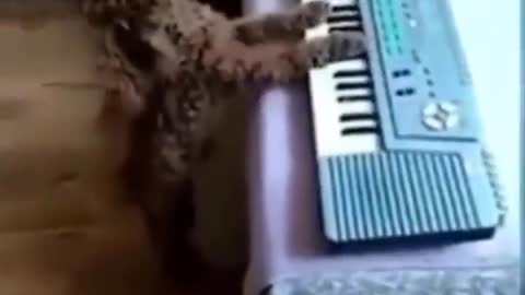 dog playing the piano