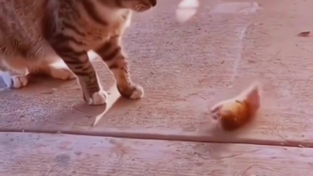 Funny pets
