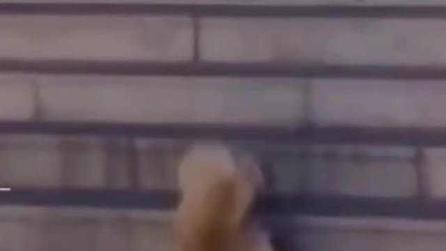 funny kitten video don't invade my area