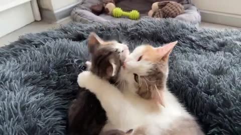 Mom Cat Plays with Her Son Tiny Kitten